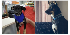 8 weeks and 1 1/2 years.