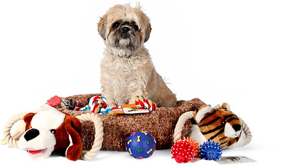 Dog sitting in dog bed surrounded by toys